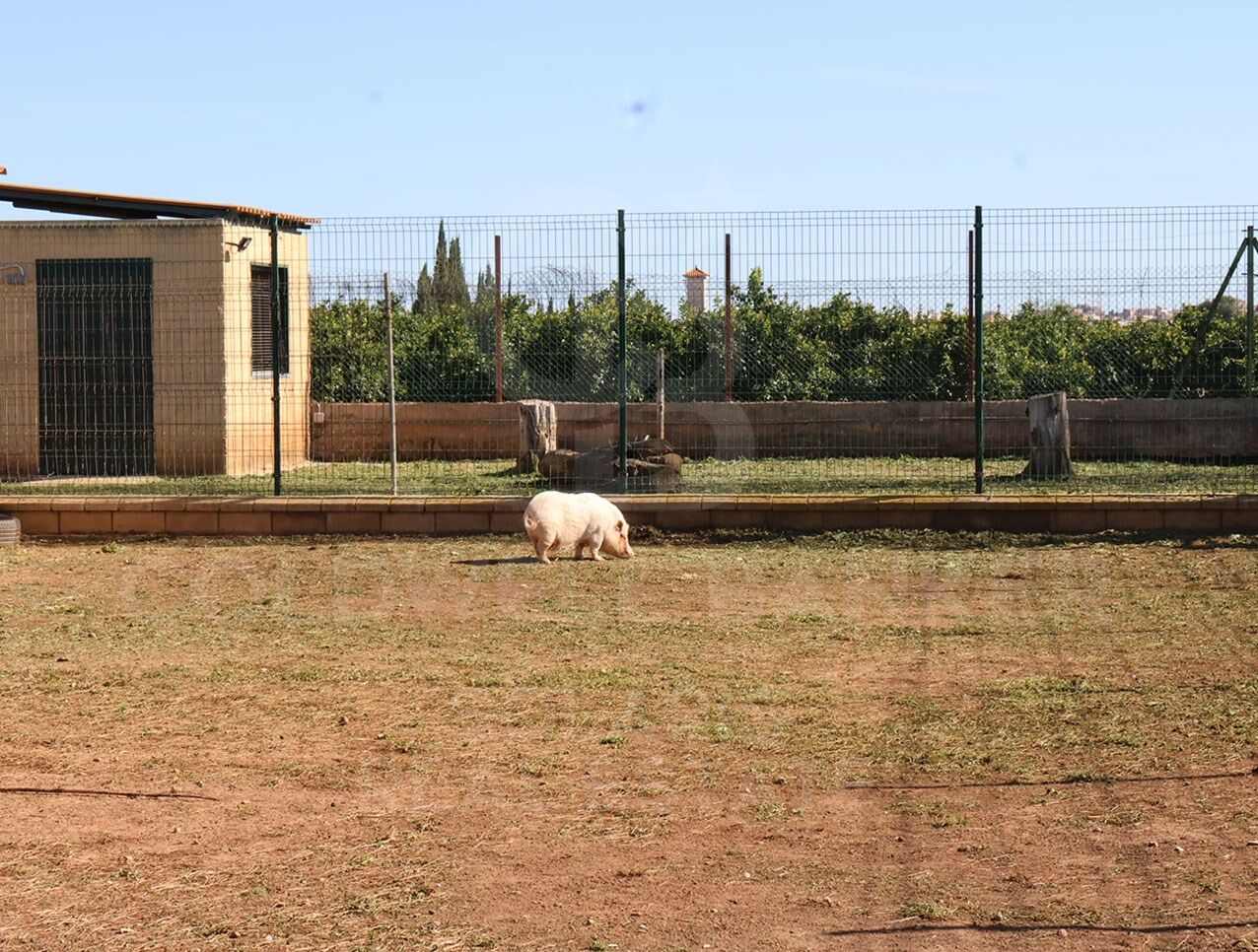 Exclusive luxury equestrian estate with professional facilities 20 minutes from Valencia