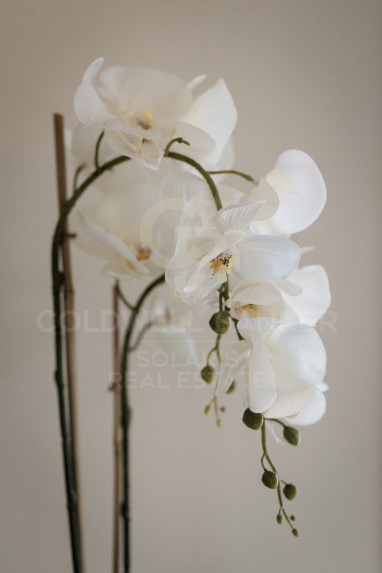 ORCHID HOUSE with incredible view