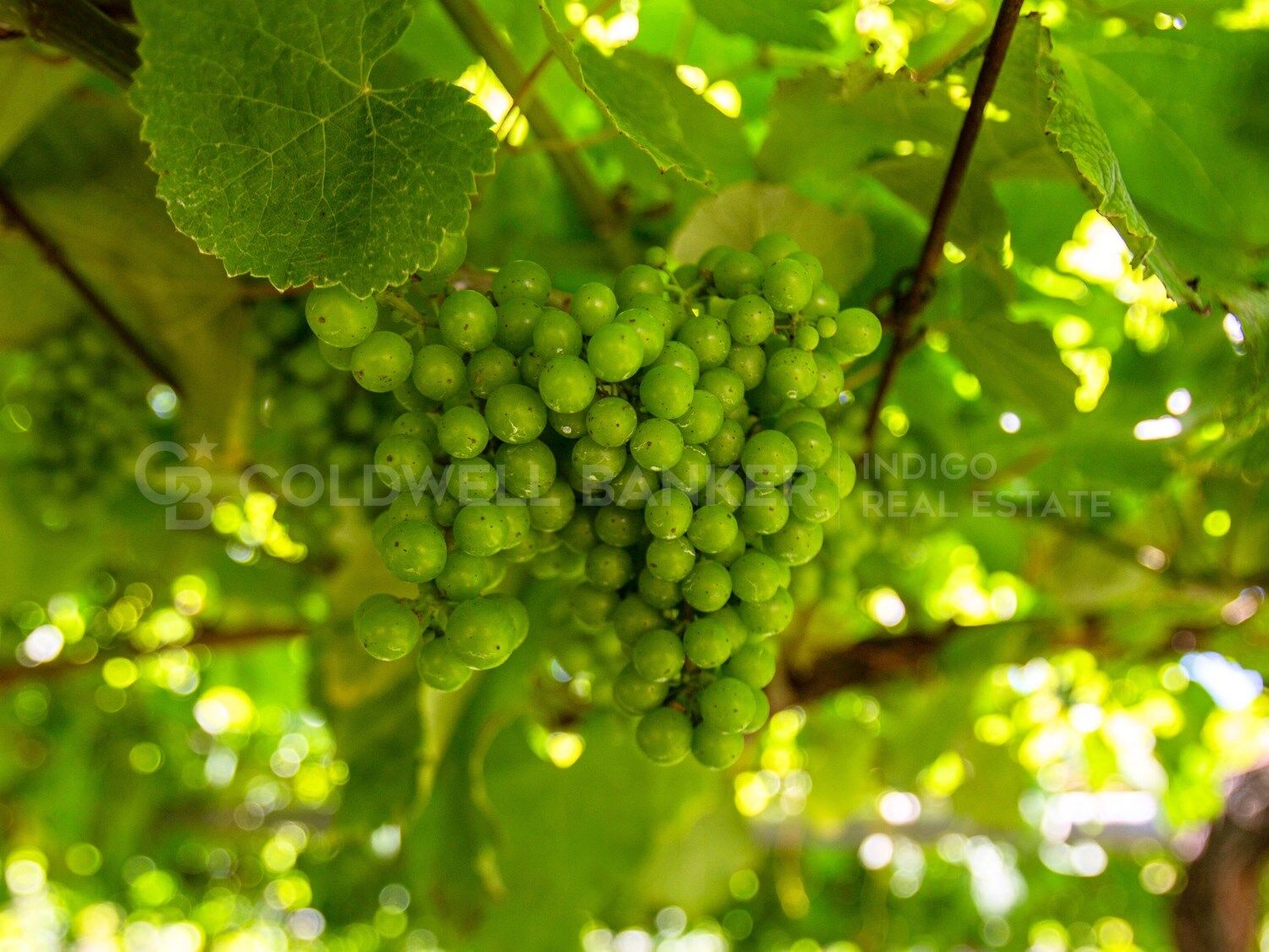 Luxusvilla in Sanxenxo, Spanien mit privatem Weinberg