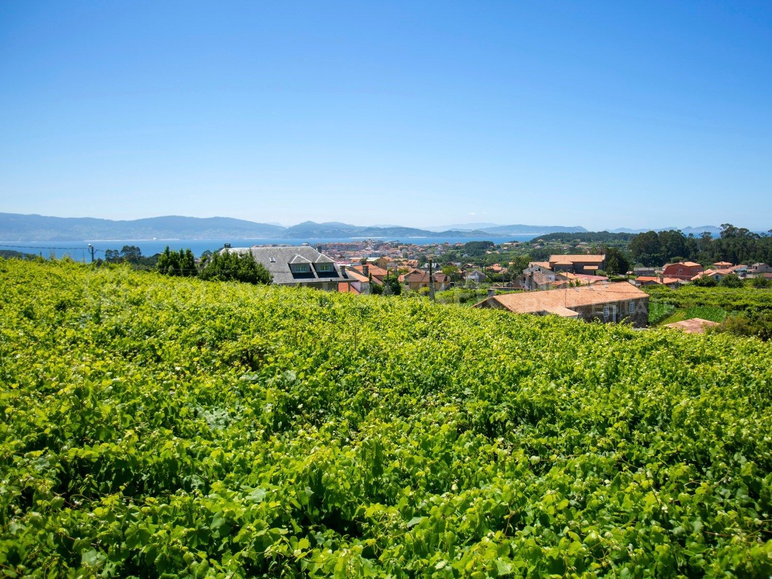 Luxury Mansion in Sanxenxo, Spain with Private Vineyard