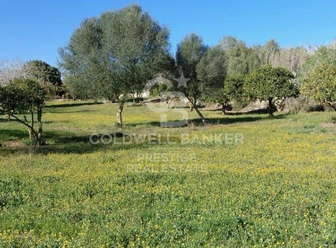 Rustic finca in Artà.