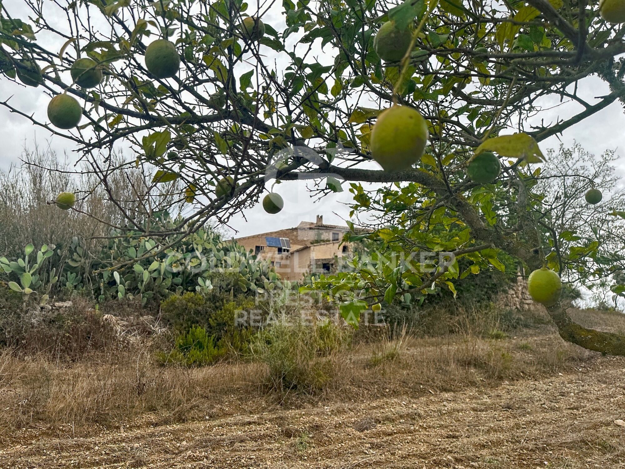 Rustic finca in Artà.