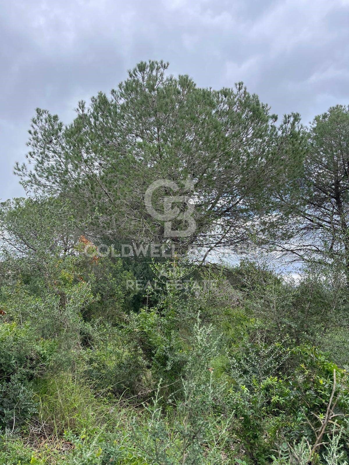 Building plot in Sotogrande