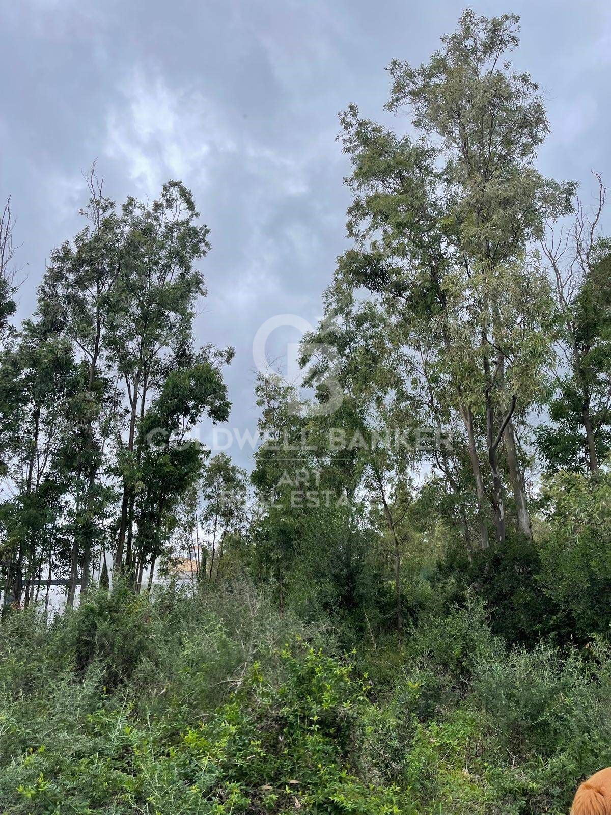 Building plot in Sotogrande