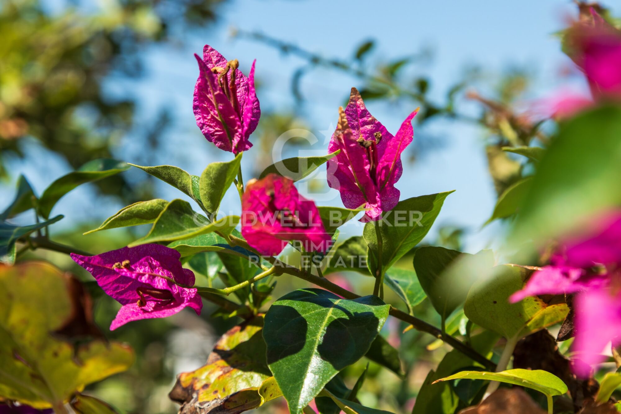 Exquisite Luxury and Comfort in a Single-Family Home for Sale in Residencial Begur