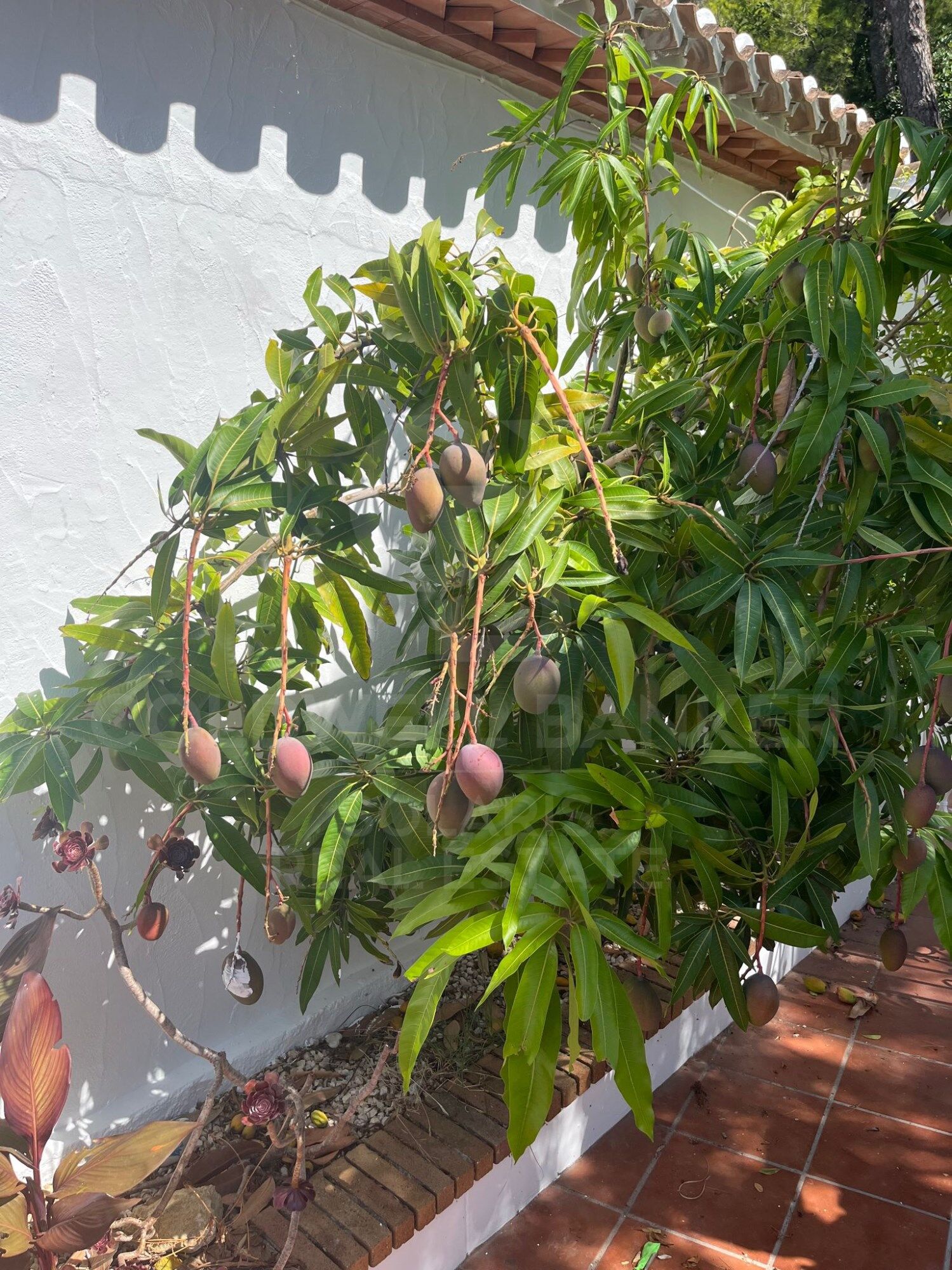 Spacious Renovated Villa with Separate Apartment, Pool, Solar Power & Fruit Garden