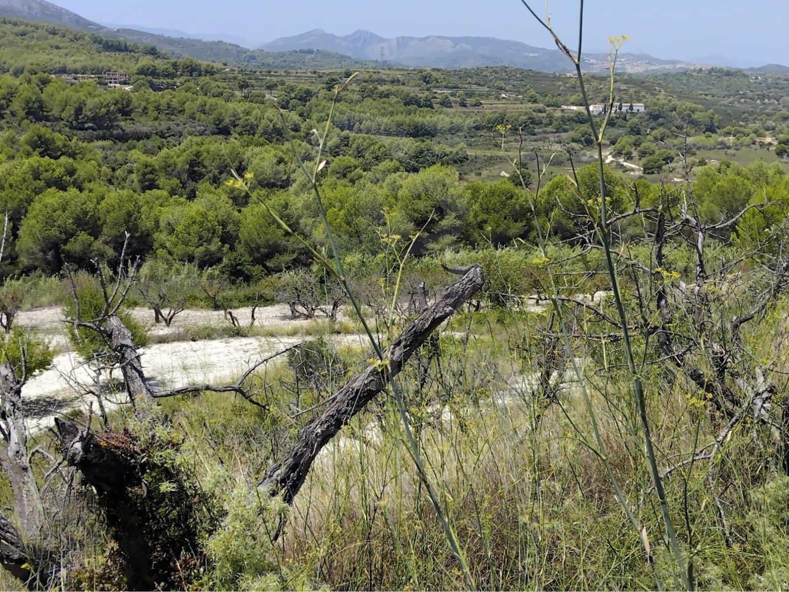 Investition in die Natur: Rustikale Finca in Tarraula
